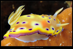 chromodoris by Mathieu Foulquié 